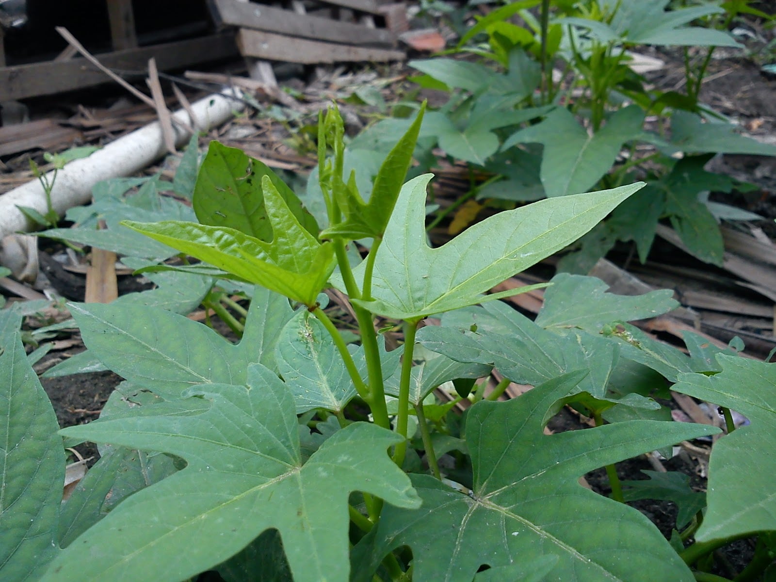 Heart - shaped dark green sweet potato leaves on stems